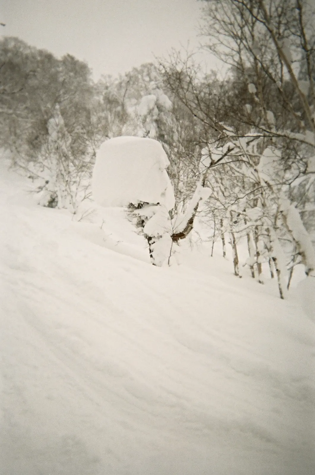 Tracks cutting through a snowy forest