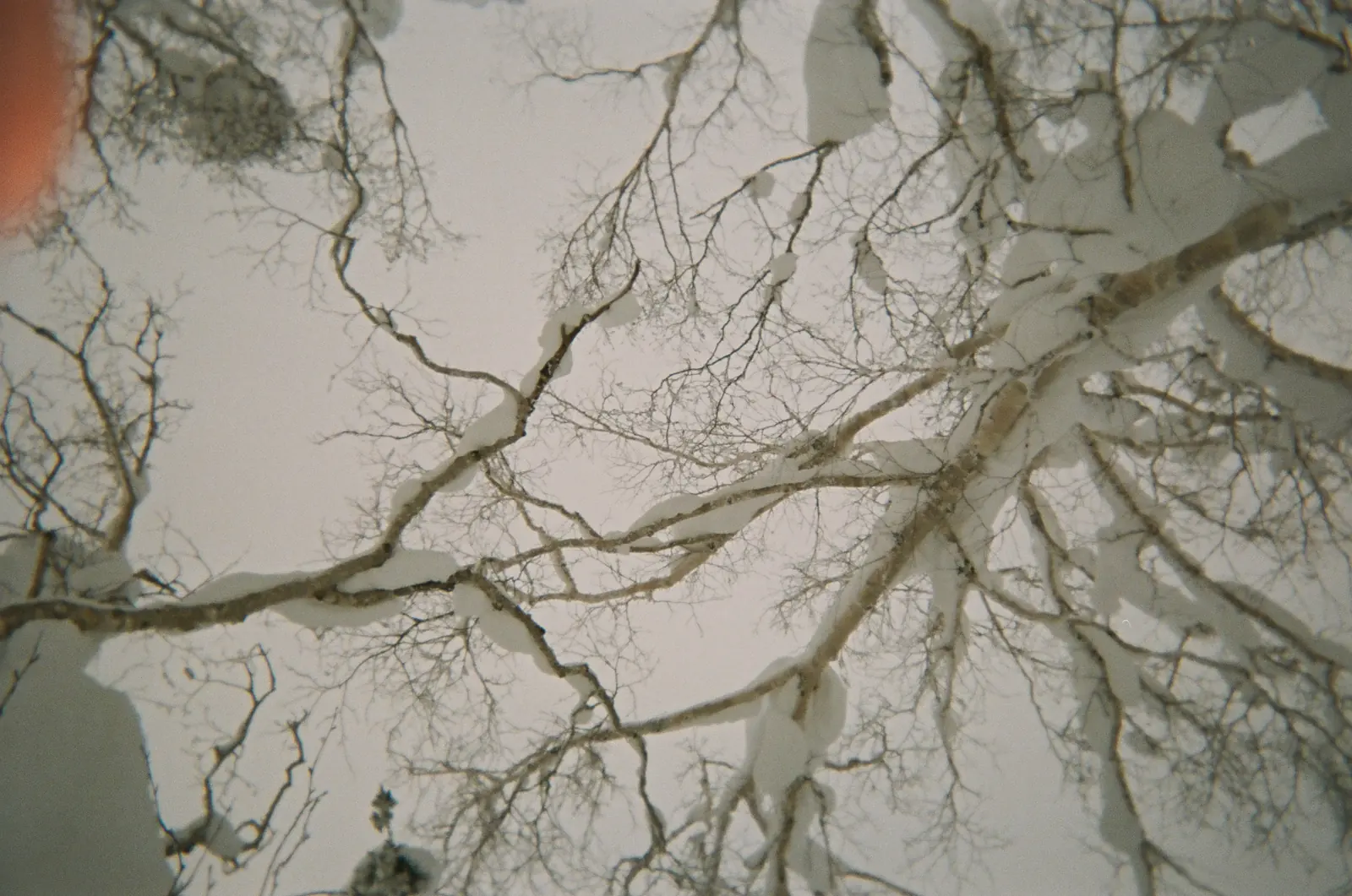 Snow-covered branches filling the frame
