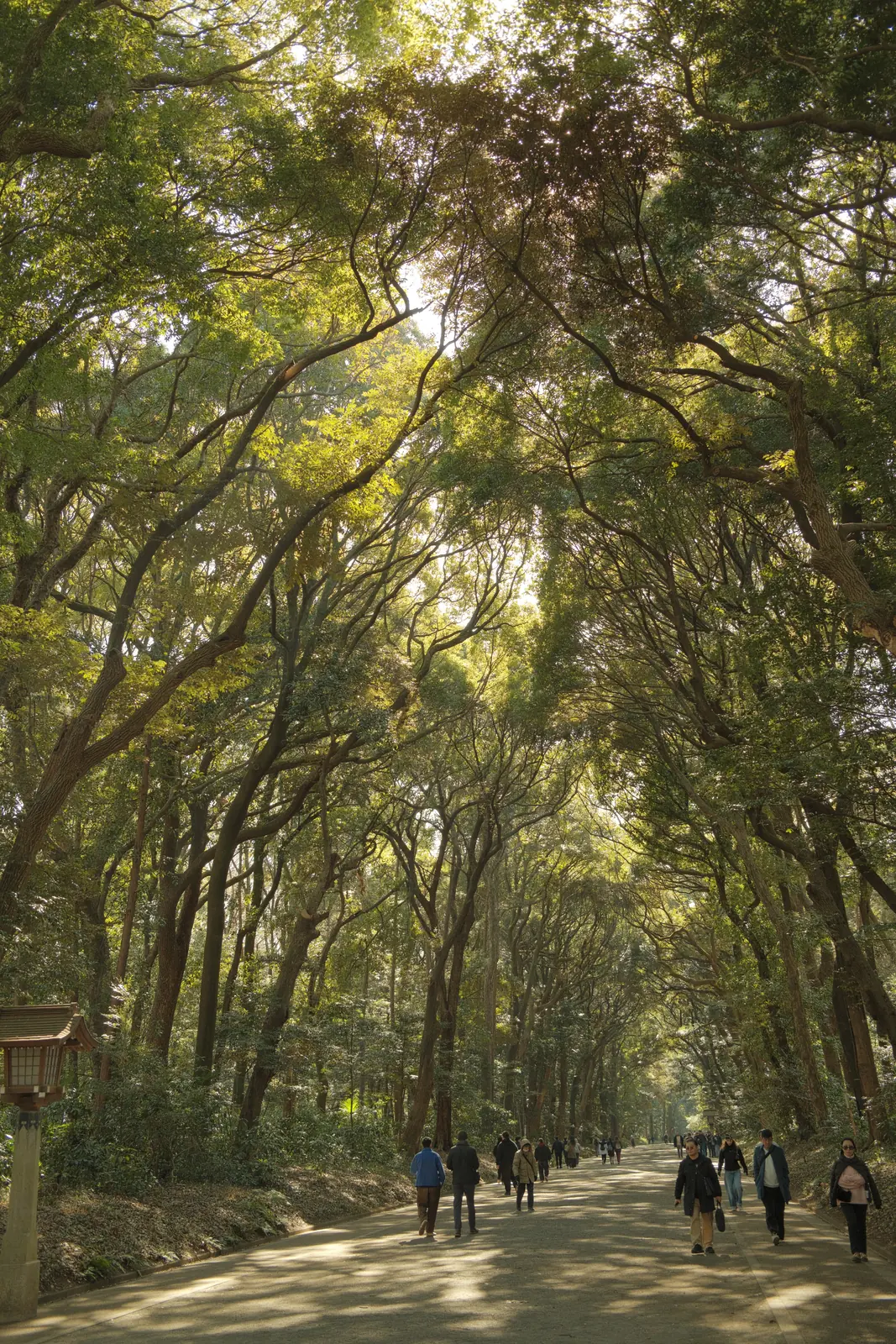 Sunlight filtering through a forest canopy