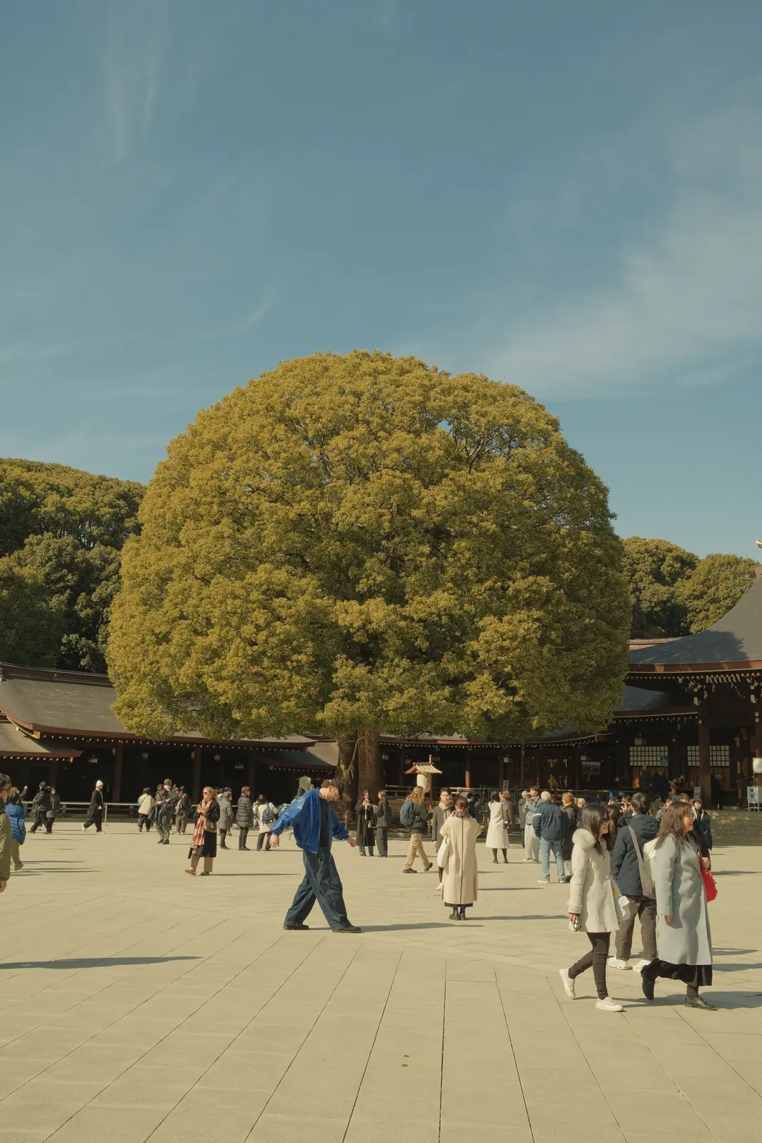 Large round tree in front of a shrine