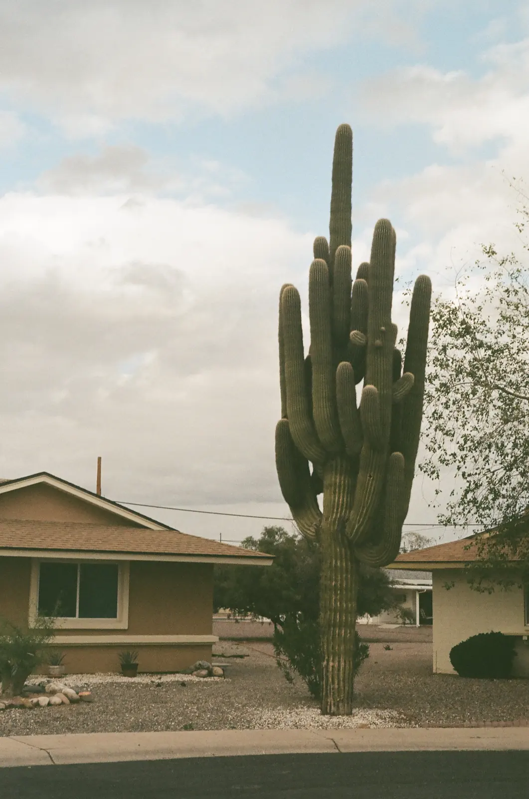 Tall cactus beside a residential building